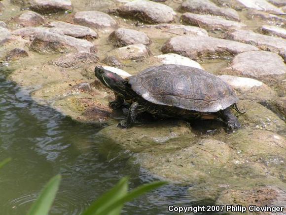 Red-eared Slider (Trachemys scripta elegans)