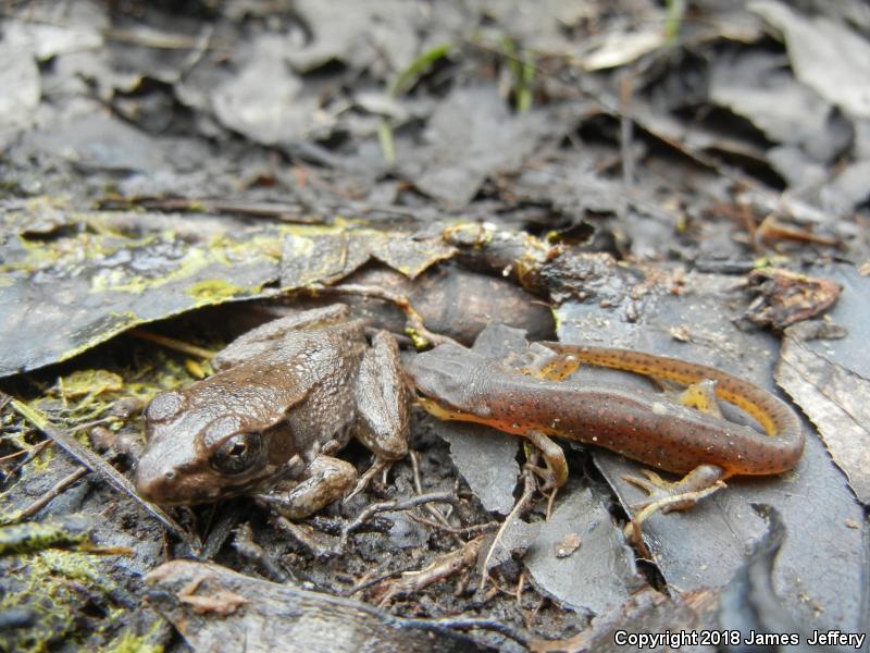 Central Newt (Notophthalmus viridescens louisianensis)