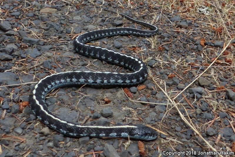 Mountain Gartersnake (Thamnophis elegans elegans)