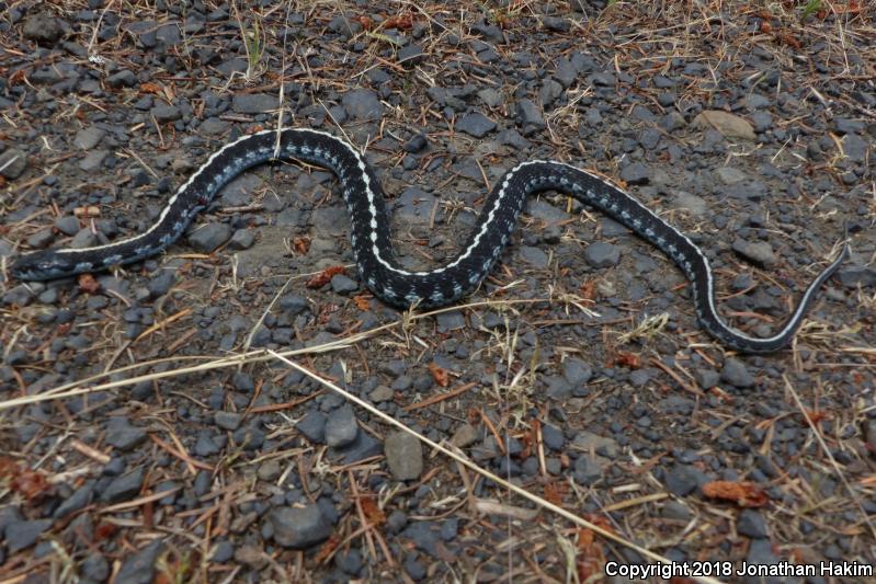 Mountain Gartersnake (Thamnophis elegans elegans)