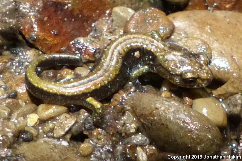 Dunn's Salamander (Plethodon dunni)