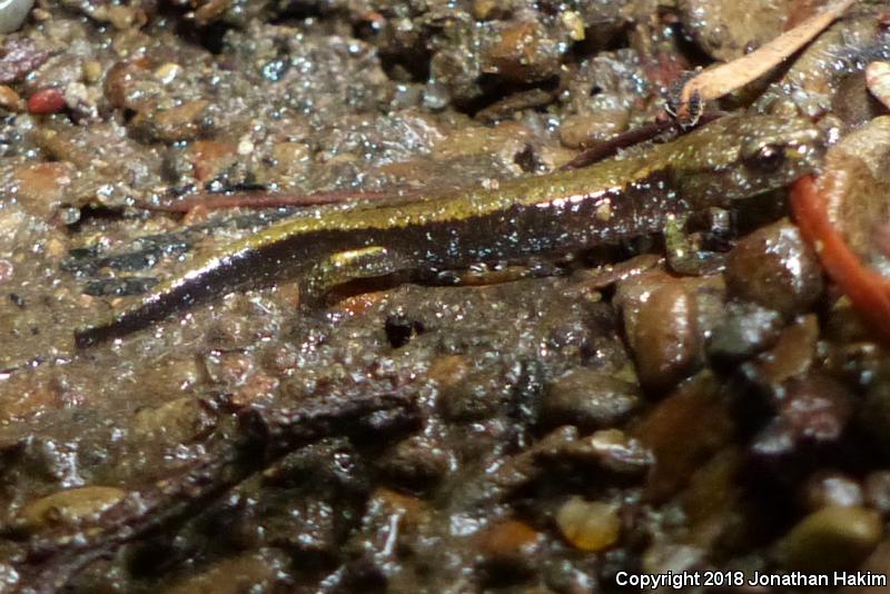 Dunn's Salamander (Plethodon dunni)