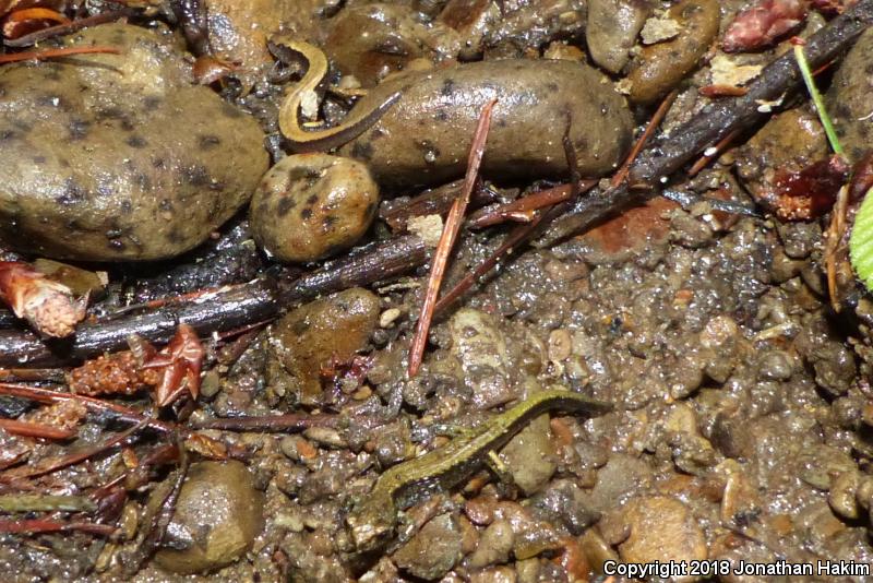 Dunn's Salamander (Plethodon dunni)