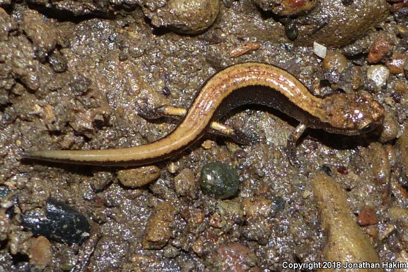 Western Red-backed Salamander (Plethodon vehiculum)