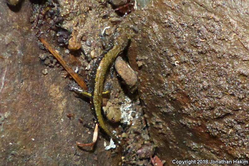 Dunn's Salamander (Plethodon dunni)