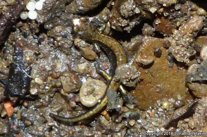 Dunn's Salamander (Plethodon dunni)