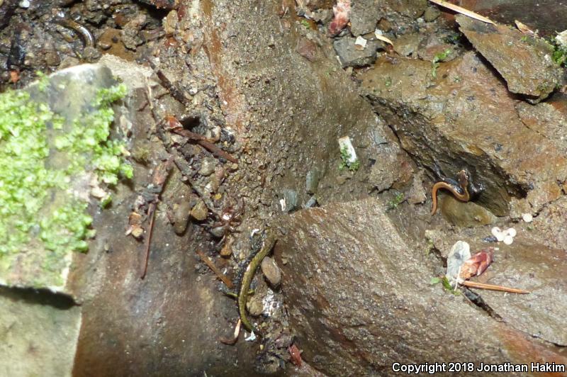 Dunn's Salamander (Plethodon dunni)