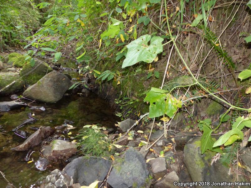 Dunn's Salamander (Plethodon dunni)