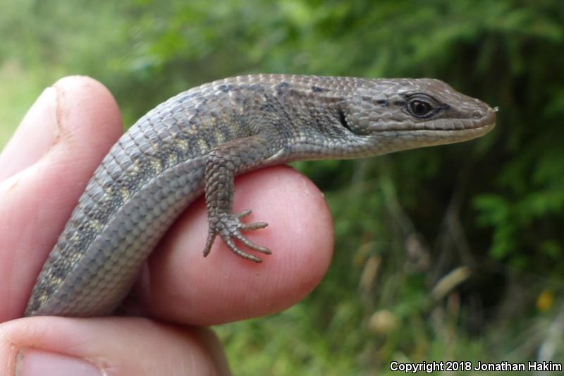 Northwestern Alligator Lizard (Elgaria coerulea principis)