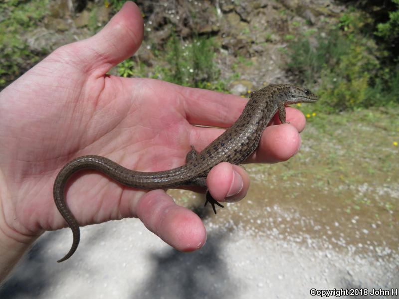 Northwestern Alligator Lizard (Elgaria coerulea principis)