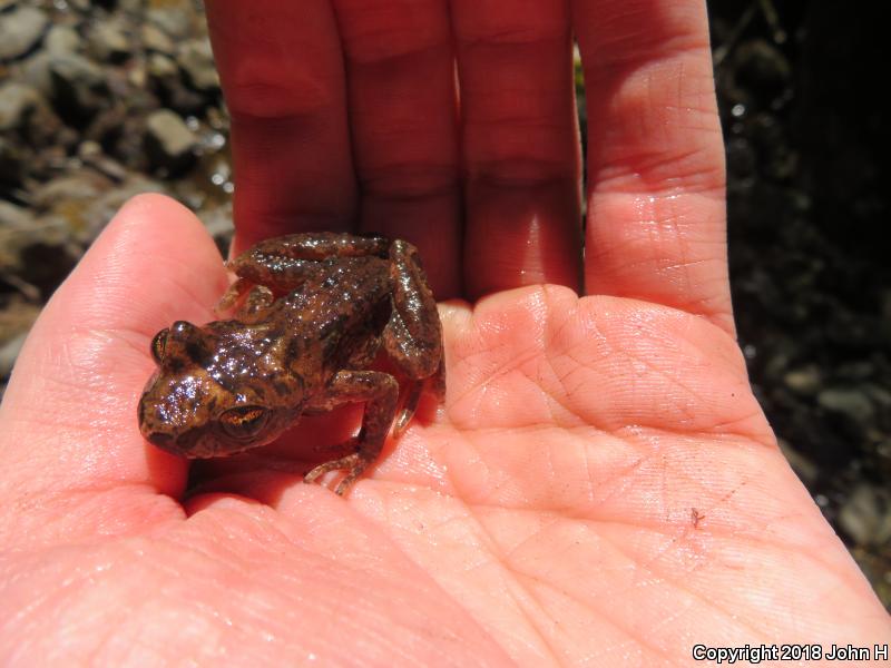 Western Tailed Frog (Ascaphus truei)