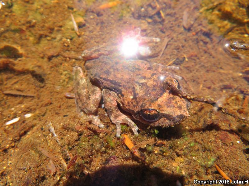 Western Tailed Frog (Ascaphus truei)