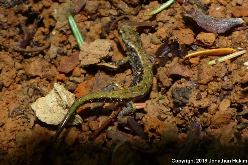 Dunn's Salamander (Plethodon dunni)