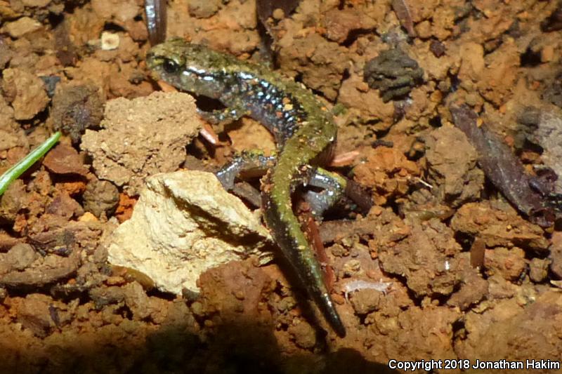 Dunn's Salamander (Plethodon dunni)