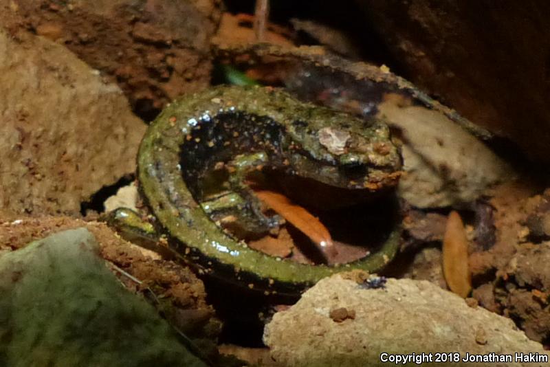 Dunn's Salamander (Plethodon dunni)