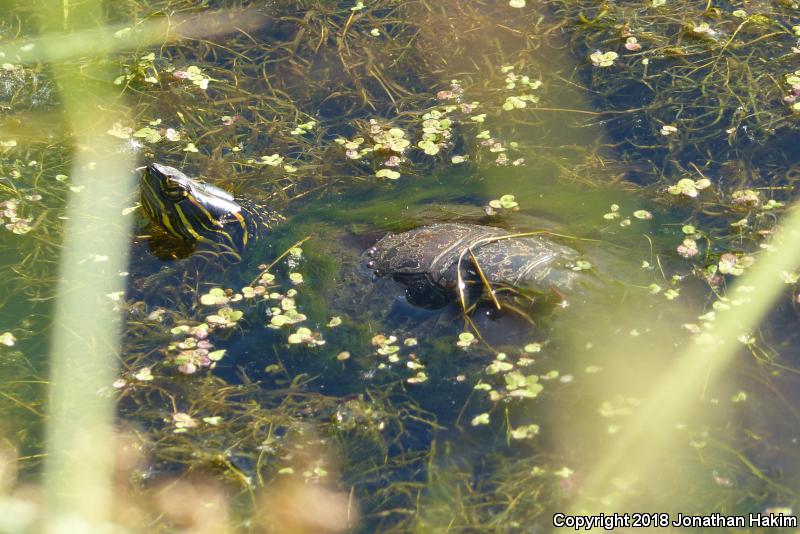 Western Painted Turtle (Chrysemys picta bellii)