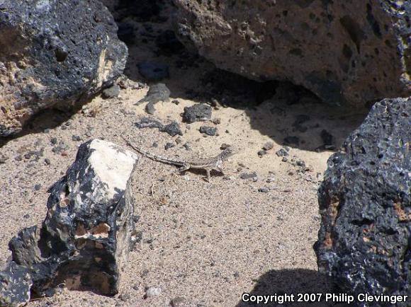 Western Zebra-tailed Lizard (Callisaurus draconoides rhodostictus)