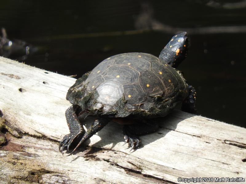 Spotted Turtle (Clemmys guttata)