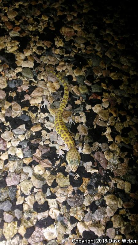 Sonoran Banded Gecko (Coleonyx variegatus sonoriensis)