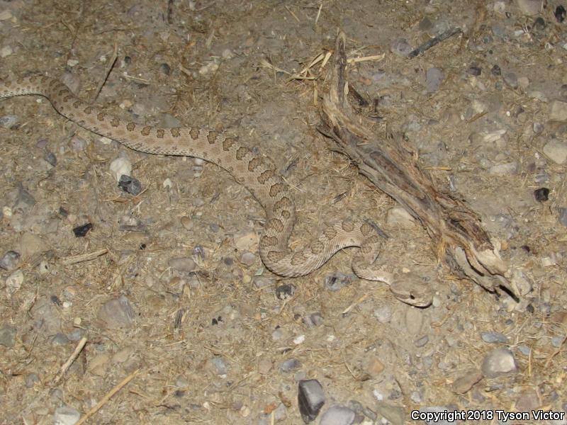 Midget Faded Rattlesnake (Crotalus oreganus concolor)