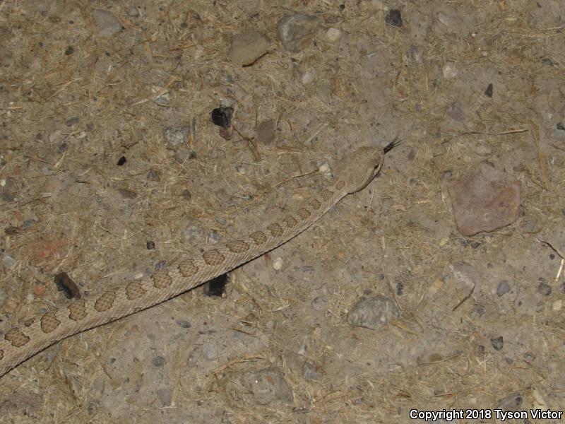 Midget Faded Rattlesnake (Crotalus oreganus concolor)