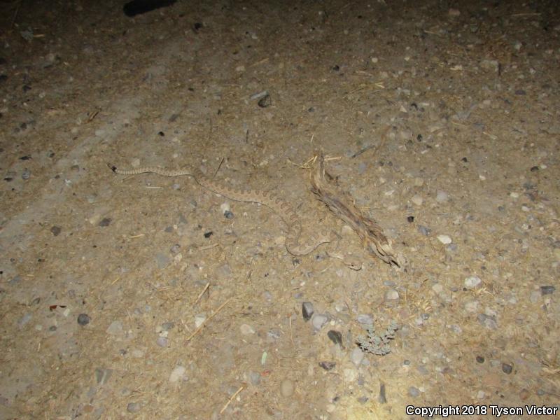 Midget Faded Rattlesnake (Crotalus oreganus concolor)