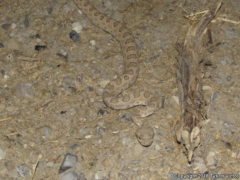 Midget Faded Rattlesnake (Crotalus oreganus concolor)