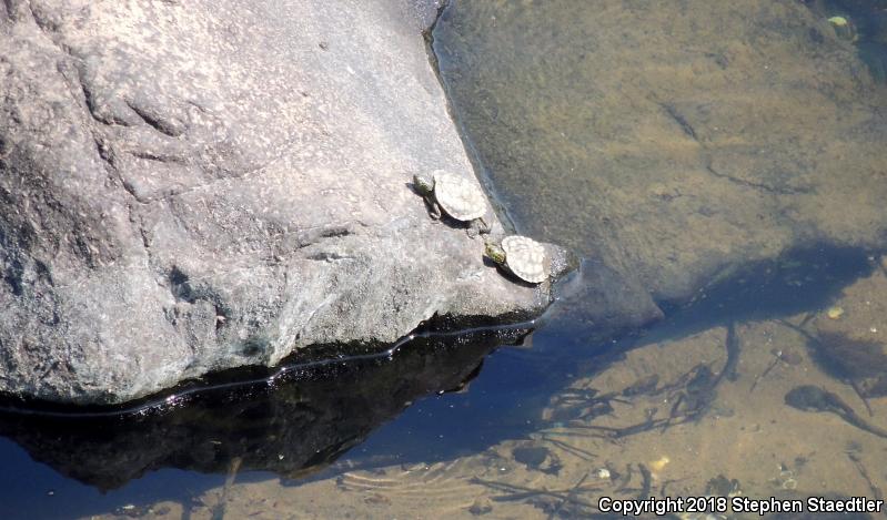 Northern Map Turtle (Graptemys geographica)