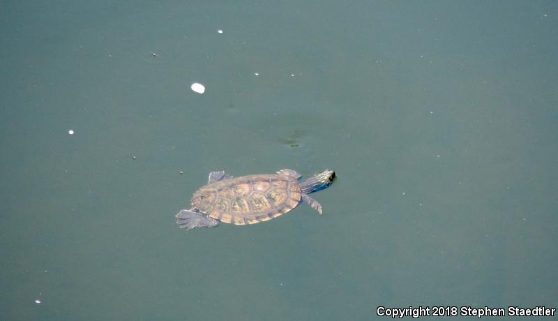 Northern Map Turtle (Graptemys geographica)