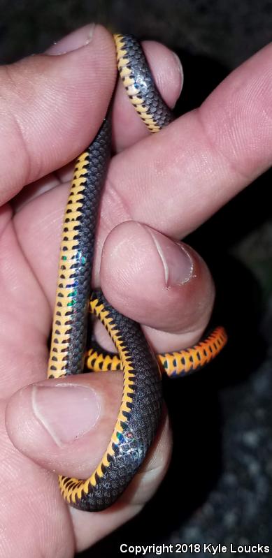 Southern Ring-necked Snake (Diadophis punctatus punctatus)