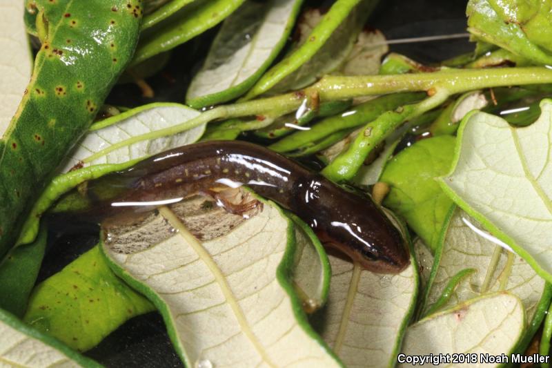 Striped Newt (Notophthalmus perstriatus)