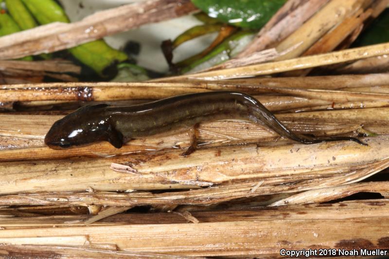 Striped Newt (Notophthalmus perstriatus)