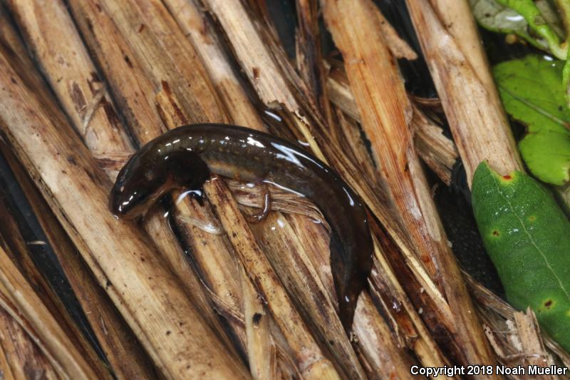 Striped Newt (Notophthalmus perstriatus)