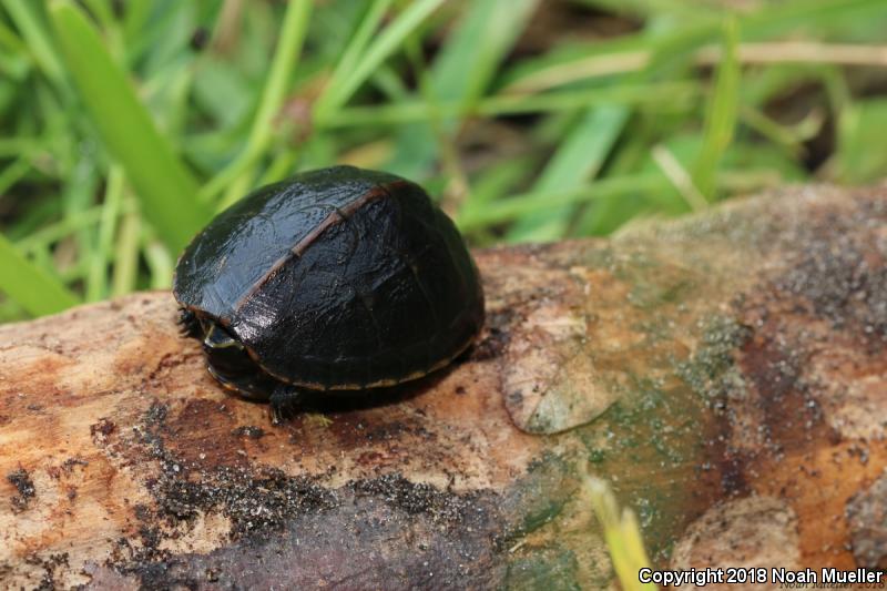 Striped Mud Turtle (Kinosternon baurii)