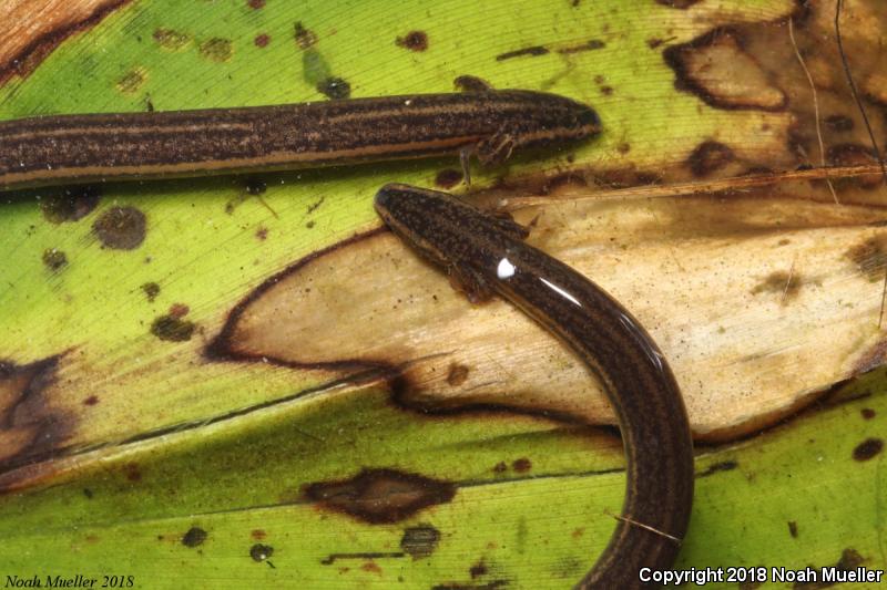 Narrow-striped Dwarf Siren (Pseudobranchus axanthus axanthus)