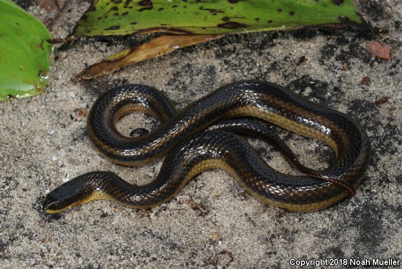 Striped Crayfish Snake (Regina alleni)