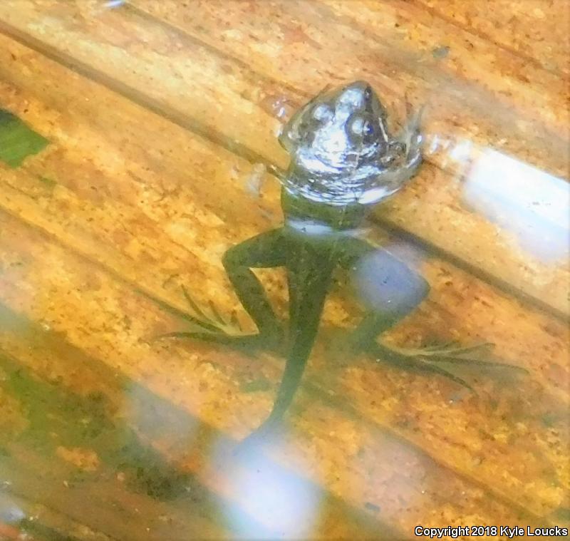 Florida Leopard Frog (Lithobates sphenocephalus sphenocephalus)