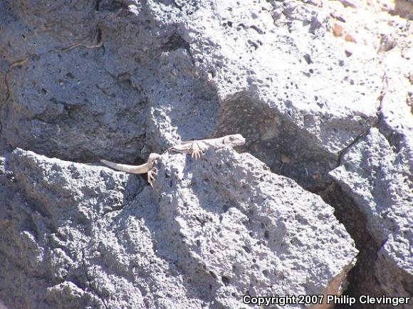 Common Chuckwalla (Sauromalus ater)