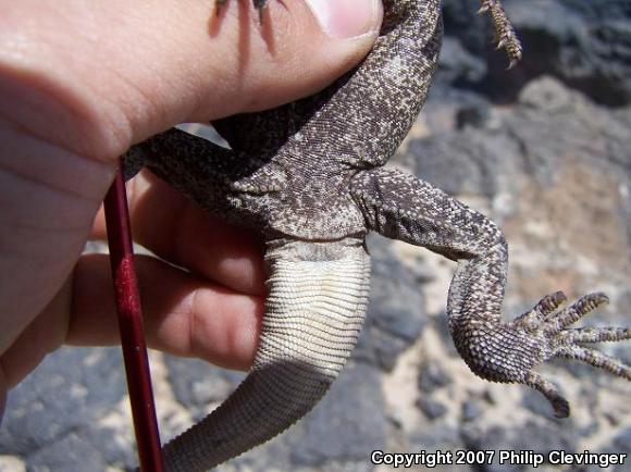 Common Chuckwalla (Sauromalus ater)