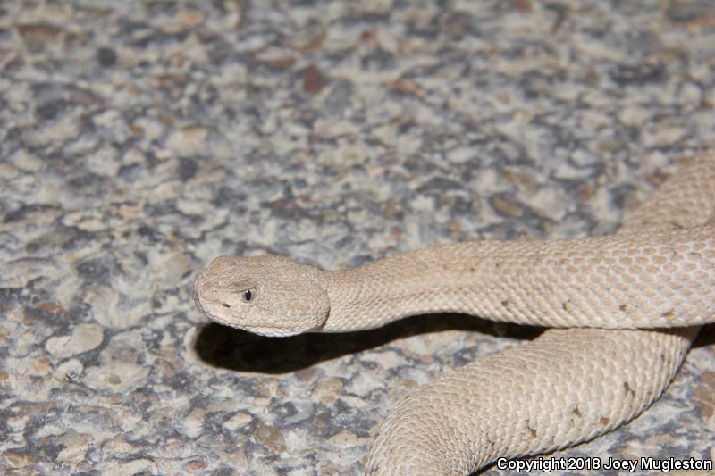 Midget Faded Rattlesnake (Crotalus oreganus concolor)