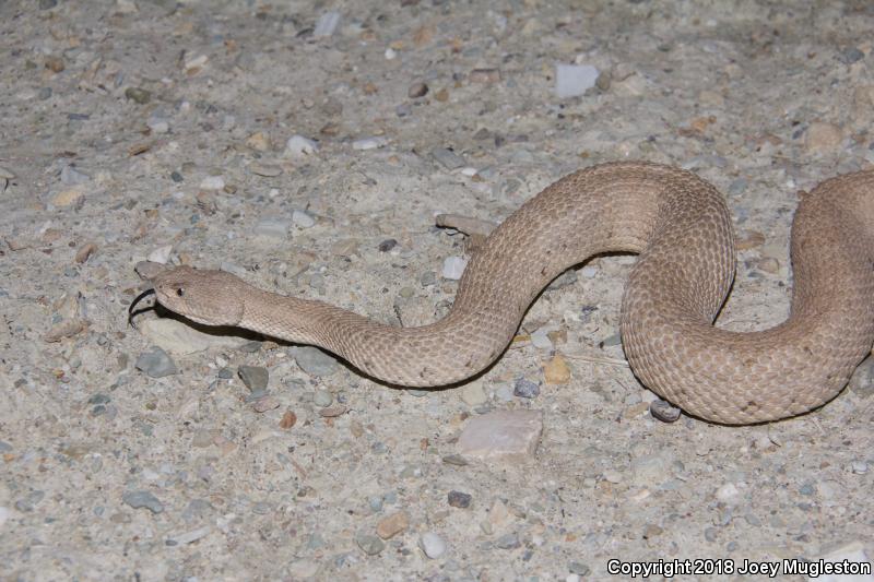 Midget Faded Rattlesnake (Crotalus oreganus concolor)