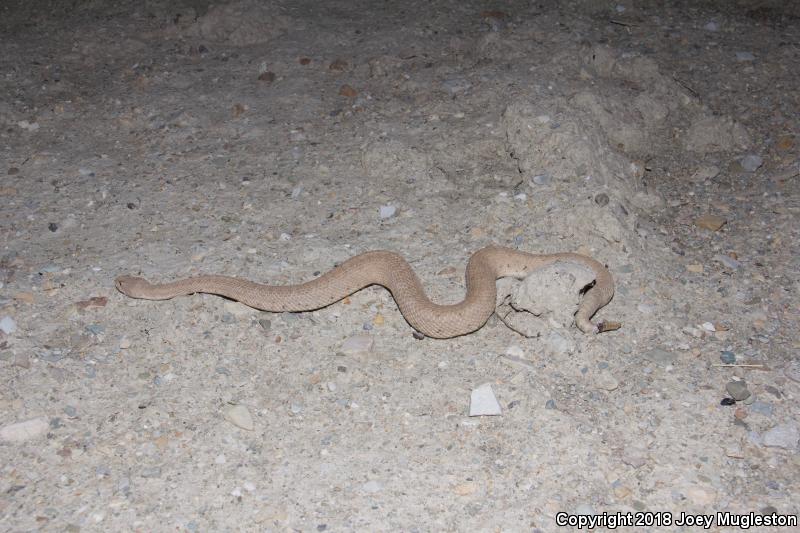 Midget Faded Rattlesnake (Crotalus oreganus concolor)