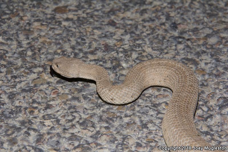 Midget Faded Rattlesnake (Crotalus oreganus concolor)