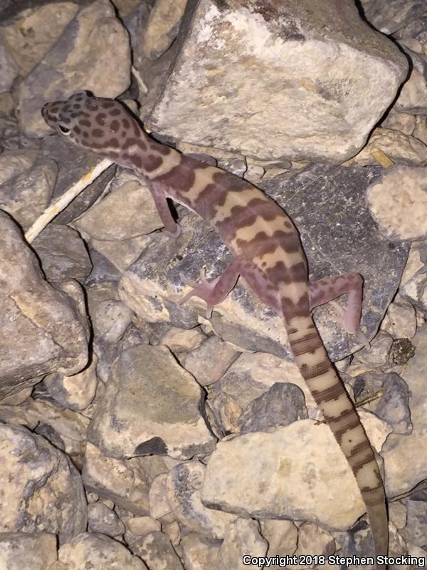 Desert Banded Gecko (Coleonyx variegatus variegatus)