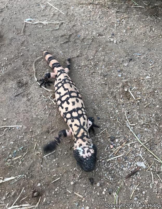 Banded Gila Monster (Heloderma suspectum cinctum)