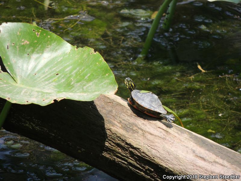 Northern Red-bellied Cooter (Pseudemys rubriventris)