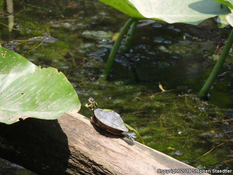 Northern Red-bellied Cooter (Pseudemys rubriventris)