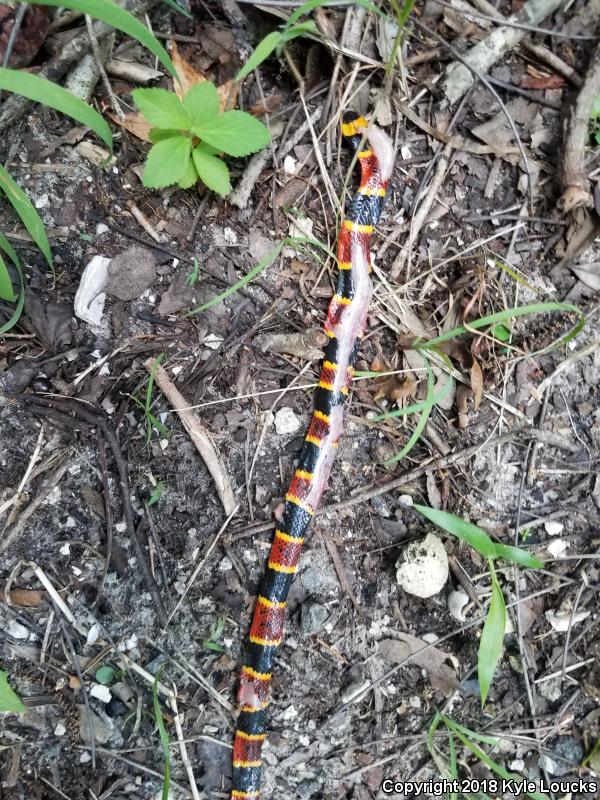 Eastern Coral Snake (Micrurus fulvius)