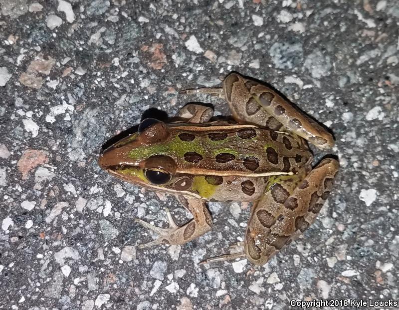 Florida Leopard Frog (Lithobates sphenocephalus sphenocephalus)