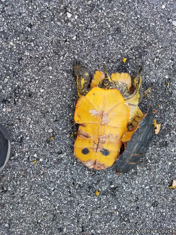 Yellow-bellied Slider (Trachemys scripta scripta)